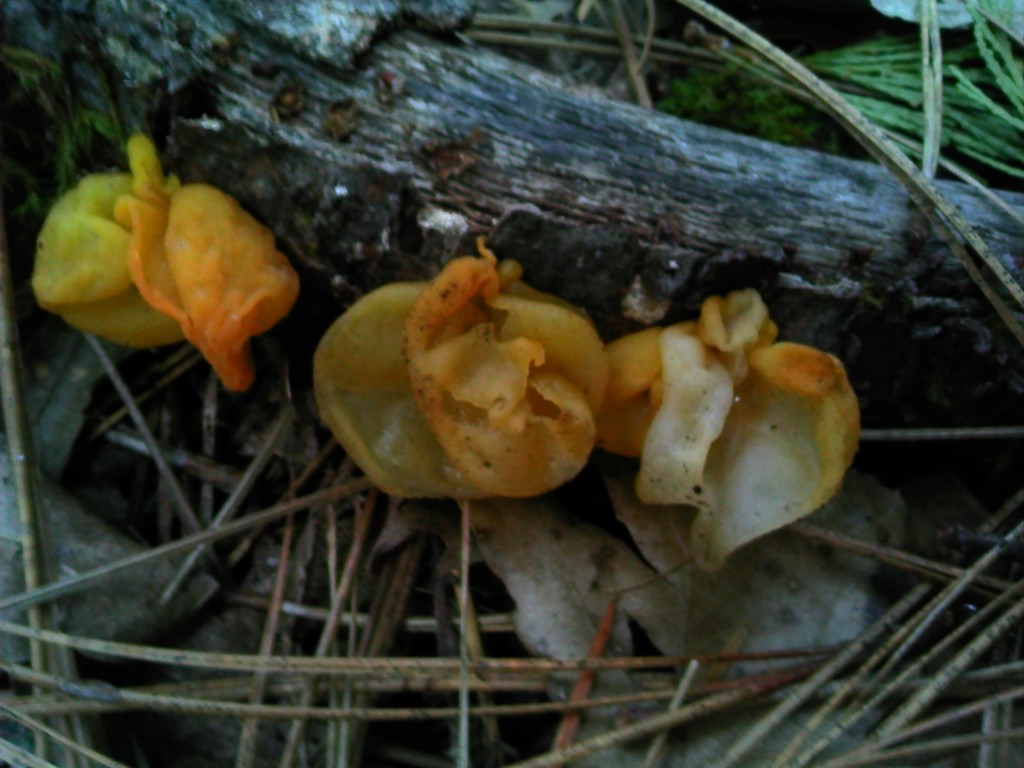 Witches Butter Jelly Fungus  (Tremella mesenterica)